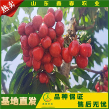 鲁樱5号樱桃苗吉塞拉砧木樱桃苗批发樱桃树苗鲁樱5号樱桃苗
