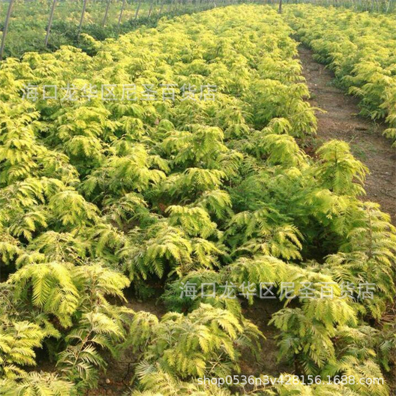 速生杉木种子柳杉云杉冷杉落羽杉四川刺杉家杉南洋池杉水杉沙树籽