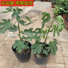 波姬红无花果苗园林种植当年结果盆栽地栽无花果小苗红心青果树苗