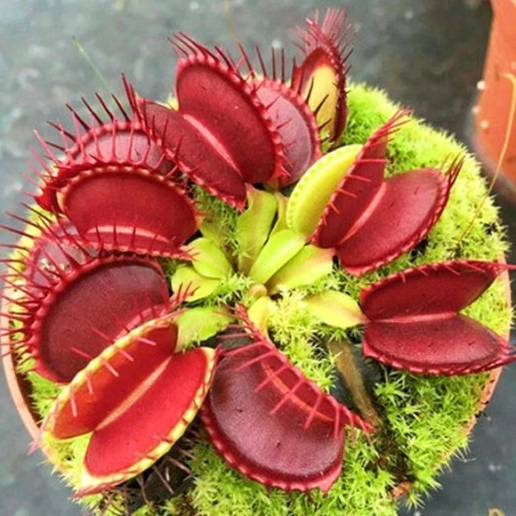 食肉植物捕蝇草盆栽食人花驱蚊植物捕蚊草室内阳台好养绿植-阿里巴巴