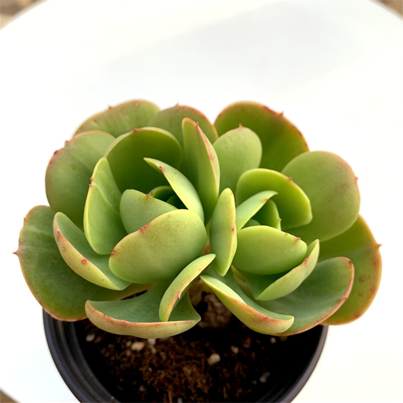 批发鸡蛋碧桃桩奶油碧桃大单头10cm盆装花店摆摊多肉植物