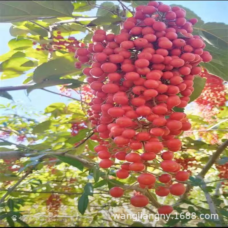 武陵山原生桐子树苗 油桐树 大型乔木庭院绿植花卉桐子叶粑原料