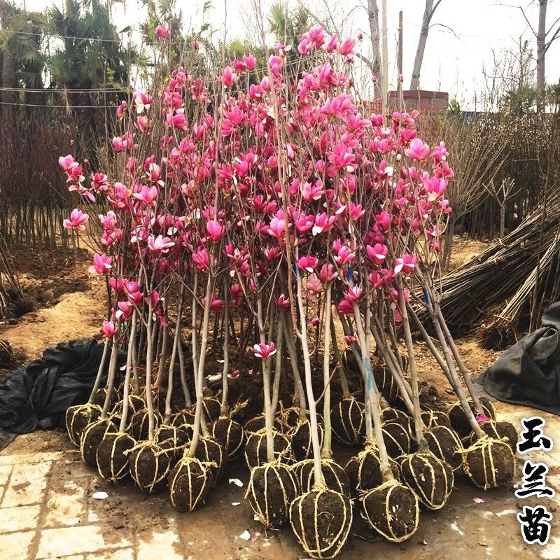 玉兰花树苗庭院别墅地栽绿化植物红玉兰白玉兰紫玉兰大型景观花卉