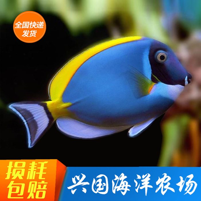 【黄金粉鱼】-黄金粉鱼厂家,品牌,图片,热帖-阿里巴巴