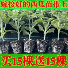 嫁接西瓜苗8424麒麟瓜早熟南方秧春季种植阳台盆栽地栽西瓜苗秧苗