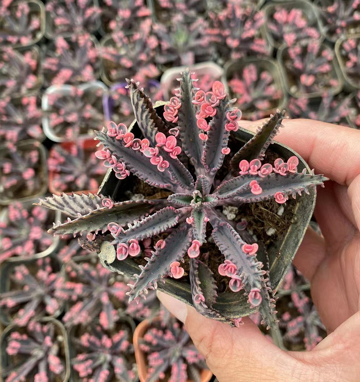 大叶不死鸟锦宽叶不死鸟多肉植物棒叶落地生根花阔叶肉肉