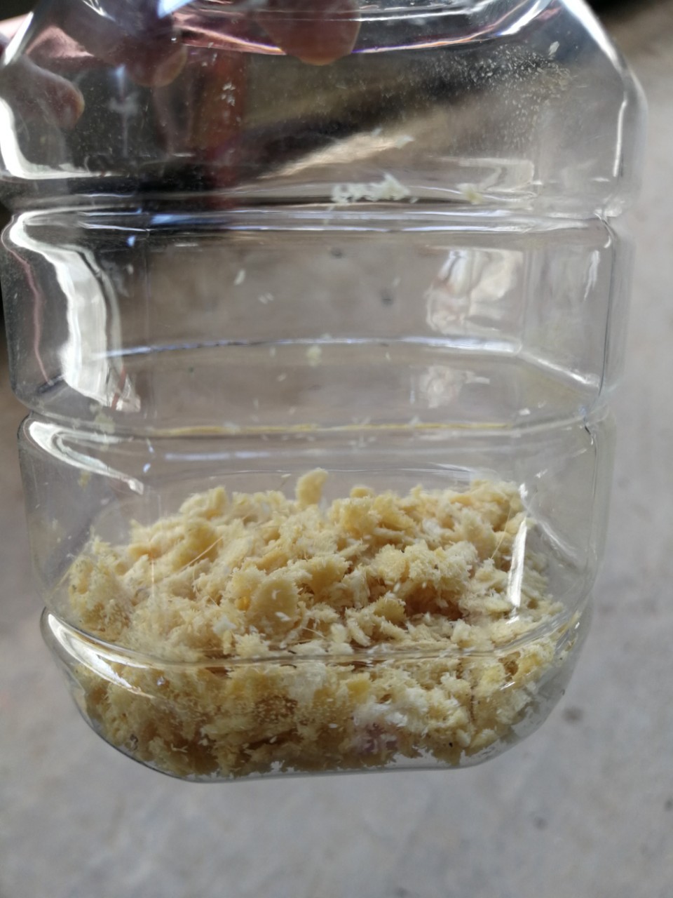 黑水虻虫卵出售,面向全国有饲料资源者可以开展多种合作方式!