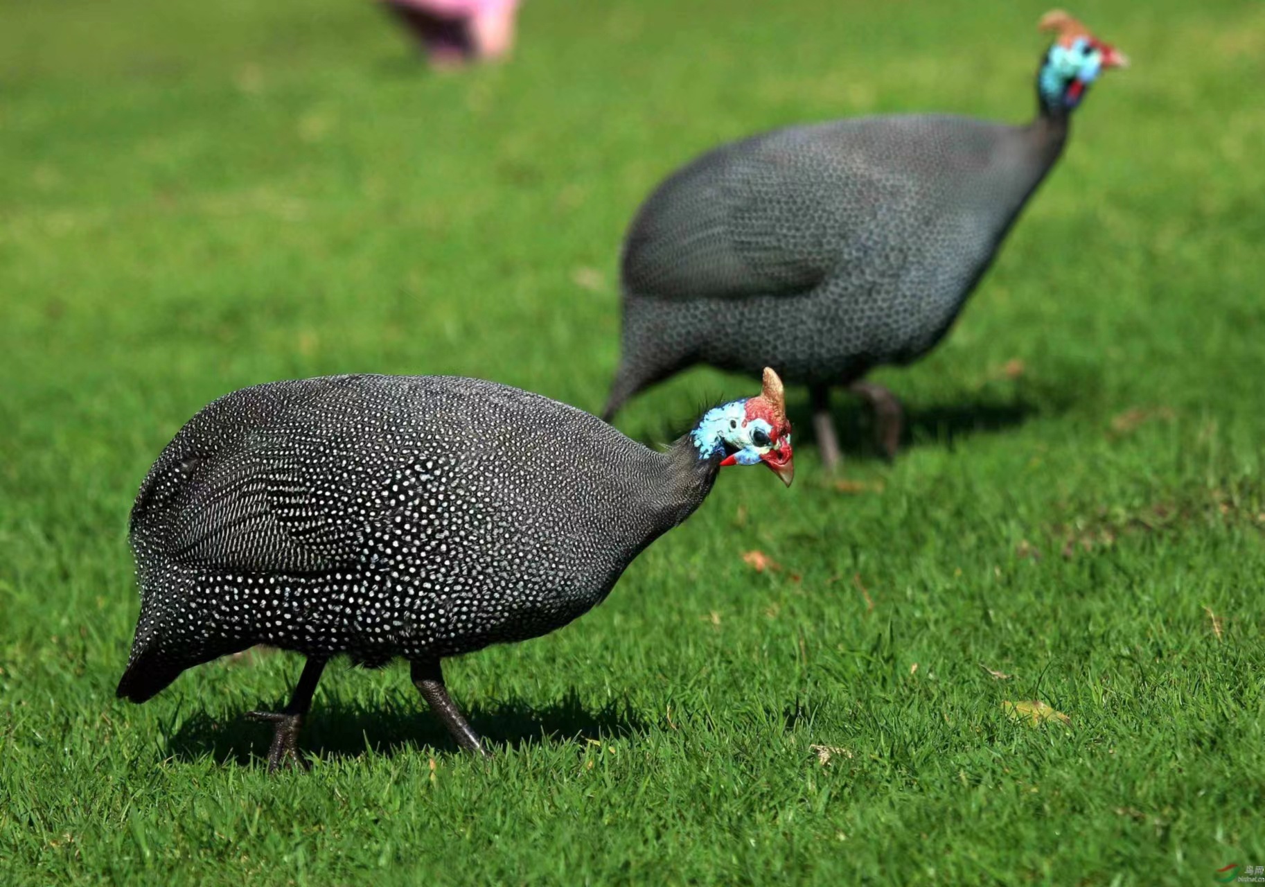 珍珠鸡苗脱温-珍珠鸡苗脱温厂家,品牌,图片,热帖-阿里巴巴