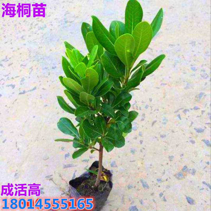 海桐树苗海桐小苗球四季常青气味芳香驱蚊虫绿植物围墙绿篱笆围墙