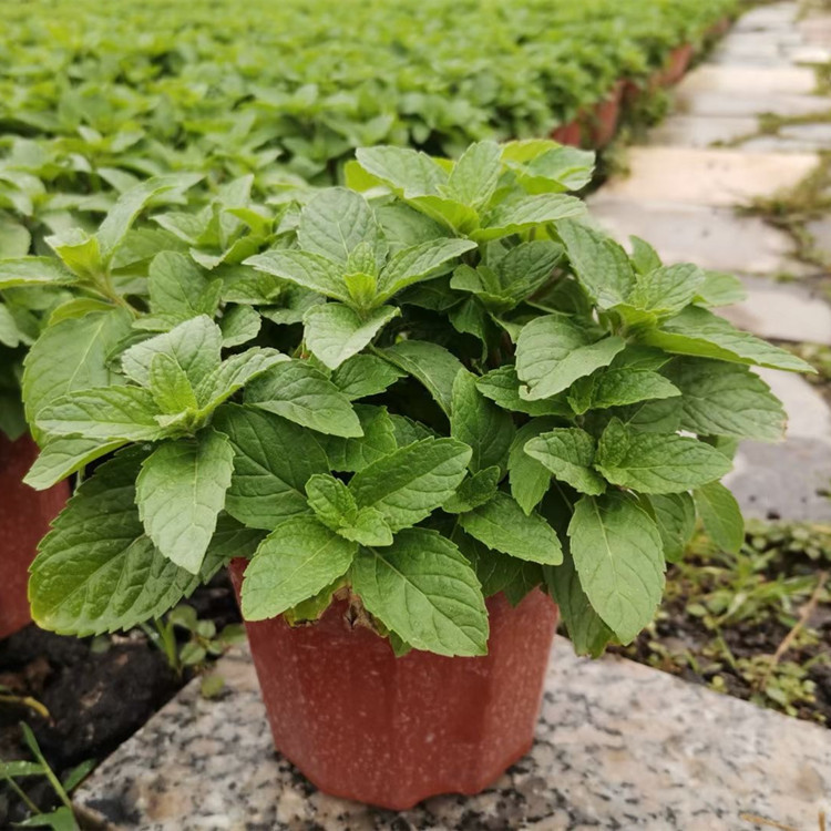 留兰香薄荷盆栽可食用绿植物柠檬驱蚊草迷迭香罗勒叶九层塔金不换