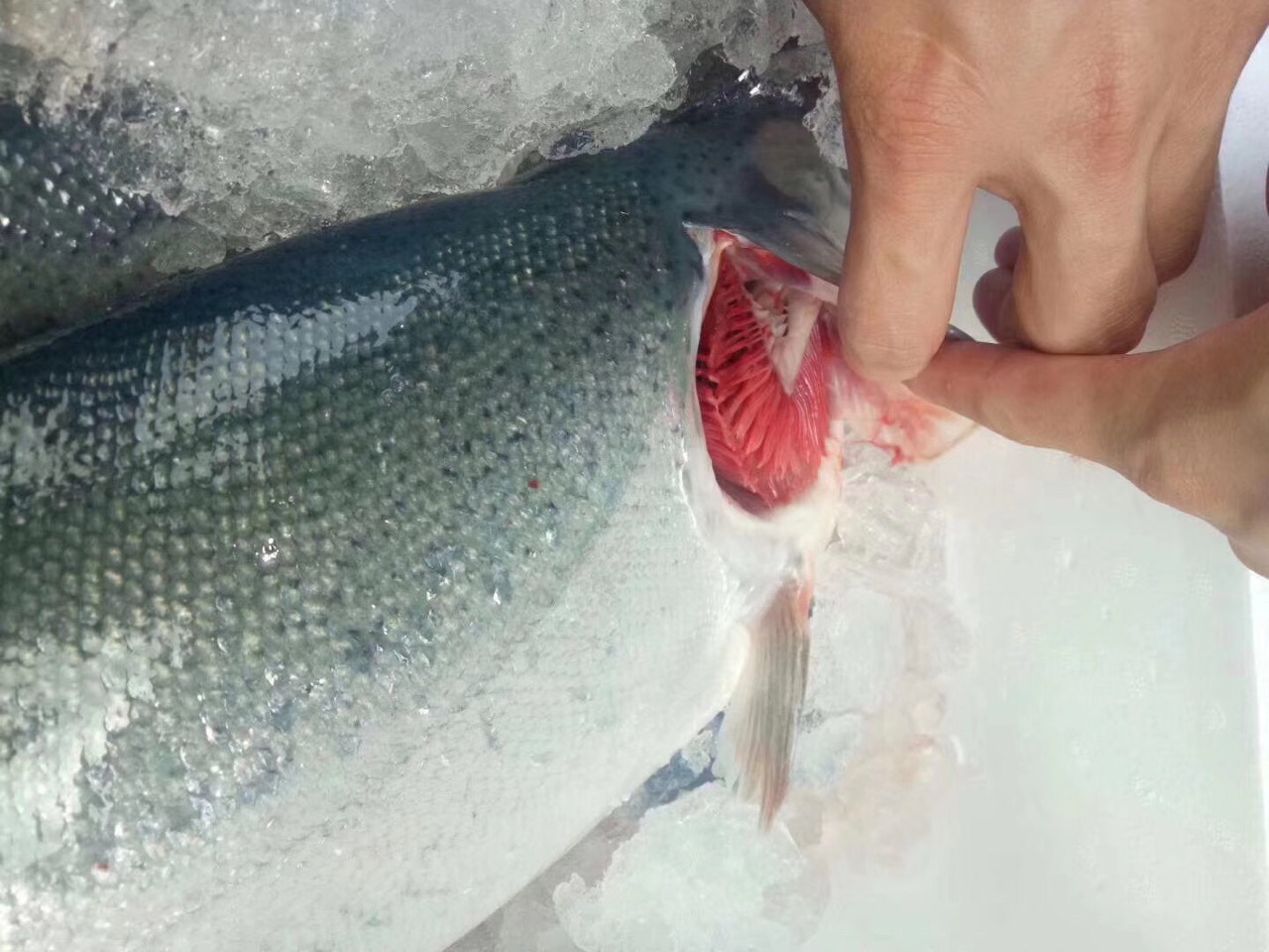 供应新西兰帝王鲑,挪威峡湾帝王鳟,深海野生三文鱼,挪威海鳟鱼