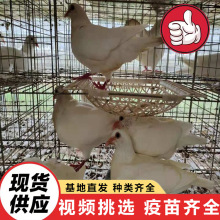 活体成对的元宝鸽怎么卖的 肉鸽 白羽王种鸽 信鸽 大量出售批发