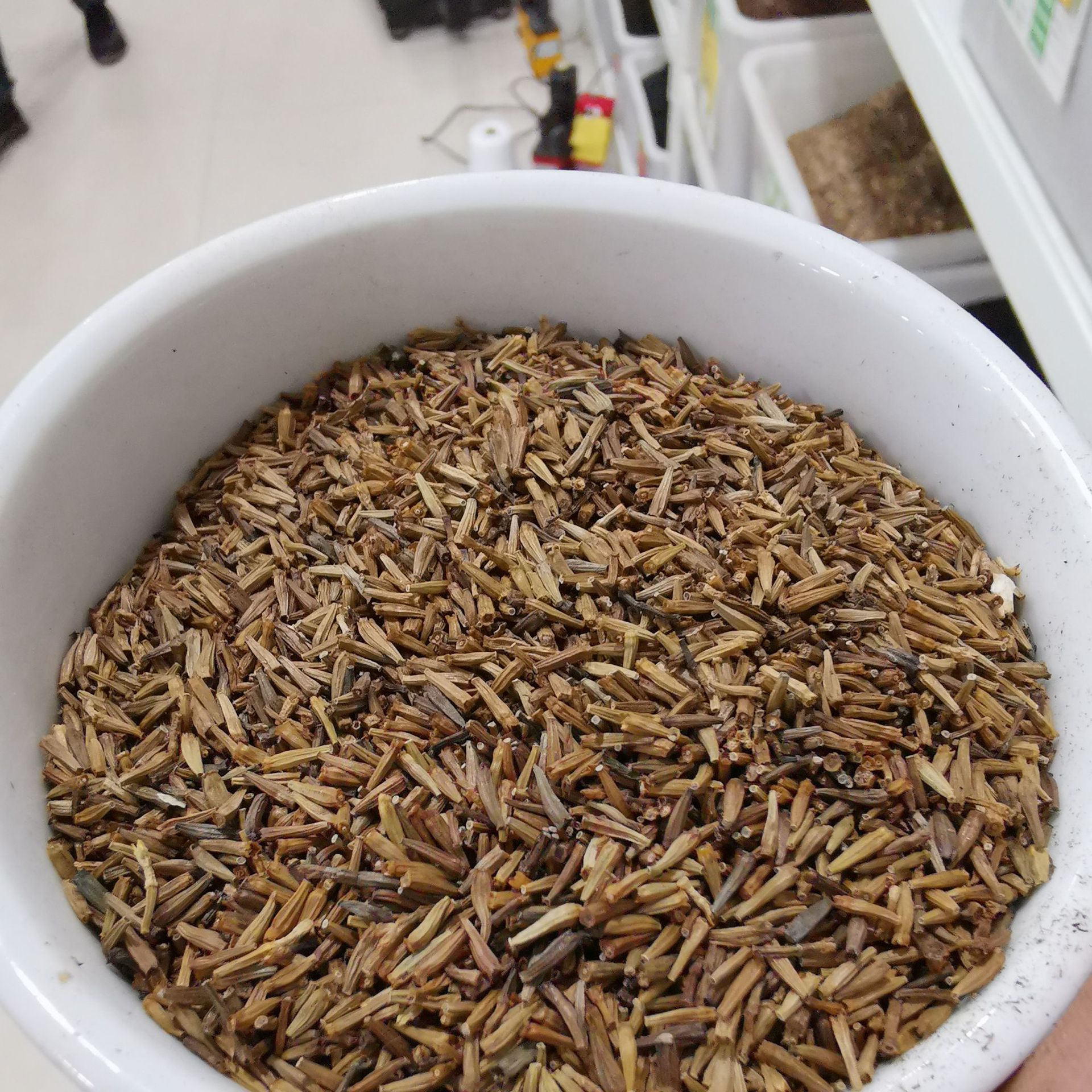 批发古怪草驱蚊草 除虫菊种子 发芽率高驱虫效果好环保 货到付款