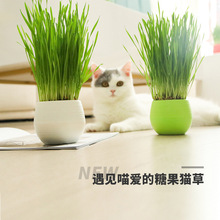 批发代发 糖果猫草套装培养土种植可种4次猫草化毛球助消化猫零食