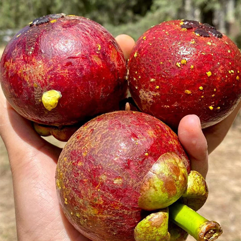 【顺丰为主 泰国山竹】老树麻竹软糯香滑4斤 5a新鲜水果一件代发_商城