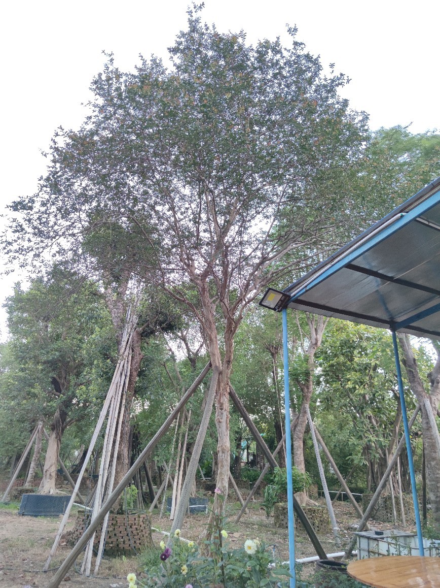 2106供应 原生 全冠 红花 小叶紫薇 米径20cm大树 假植苗 庭院树