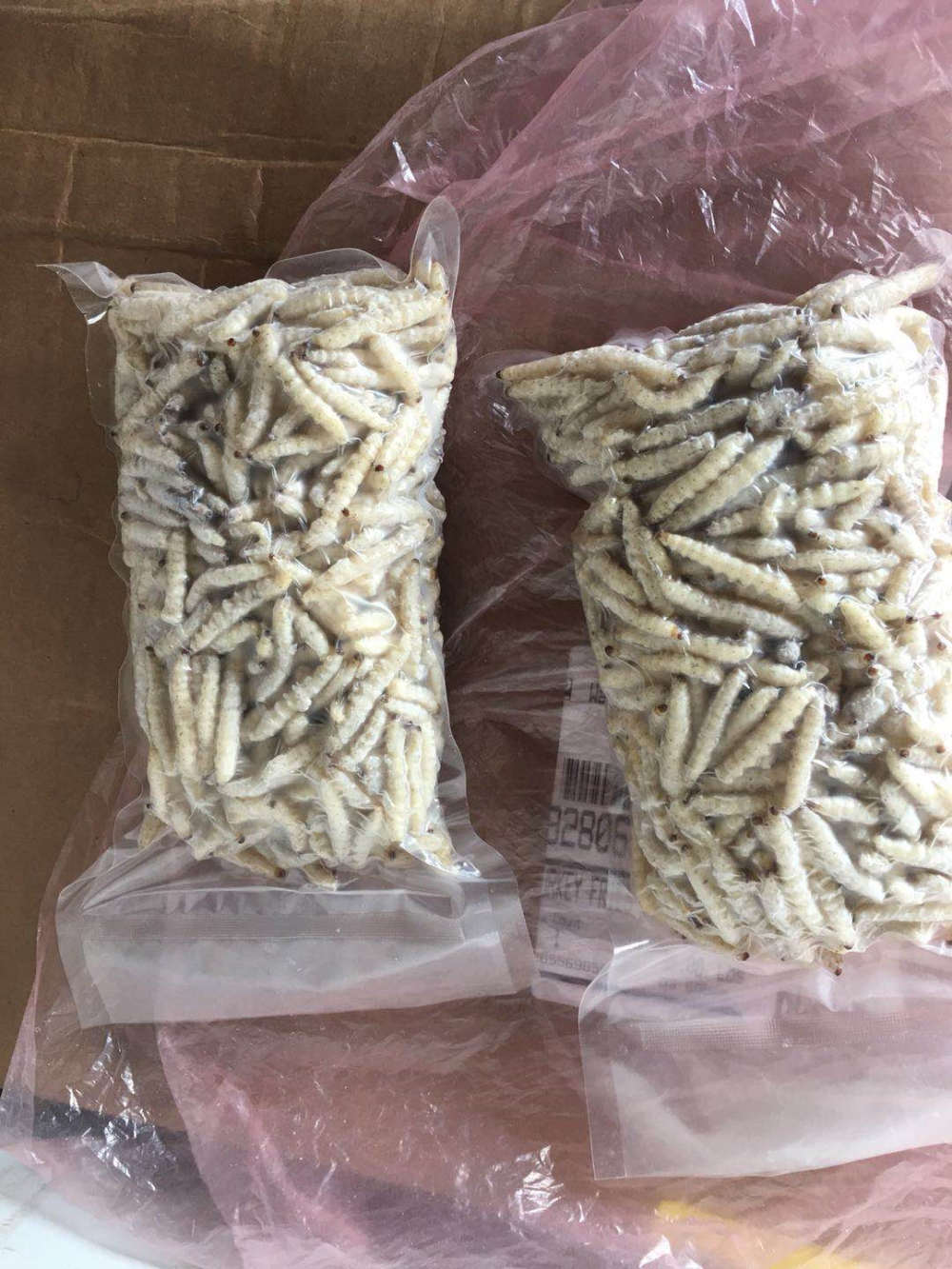 长期批发 竹虫 竹蜂 竹蛆 笋蛆 冷冻竹香虫 竹象虫 昆明银梨冷库