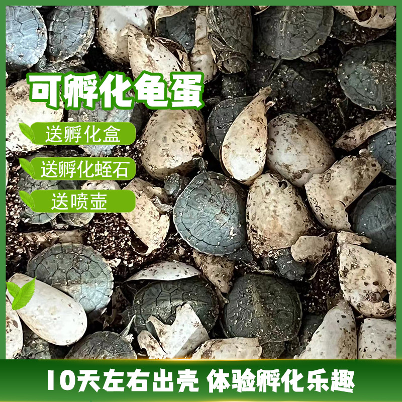 巴西龟蛋乌龟蛋可孵化套装已经受精中华草龟花杂龟小乌龟活物宠物