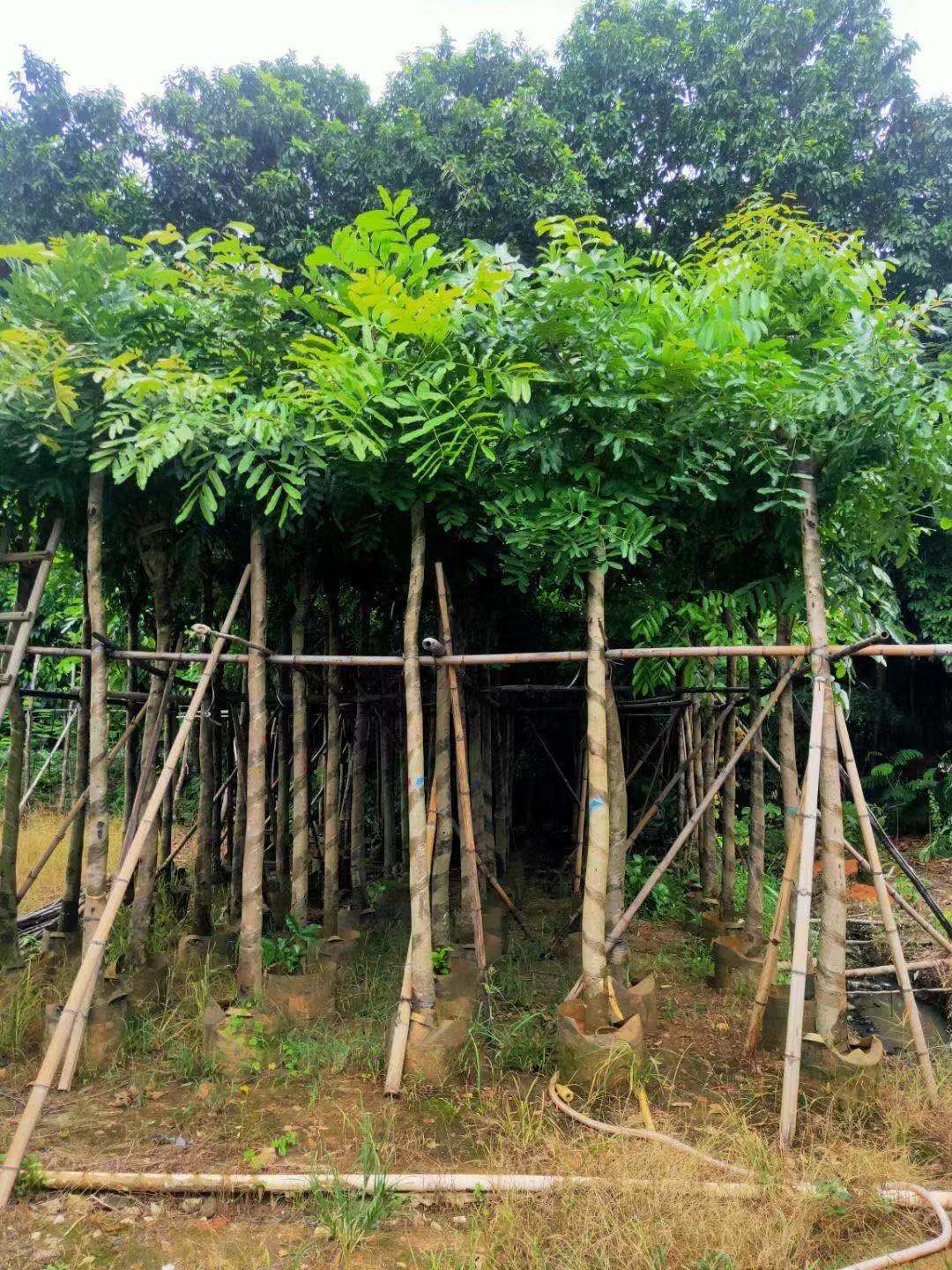 桃花心木移植苗桃花心木 道路建设公园行道树供应桃花芯树5-8公分