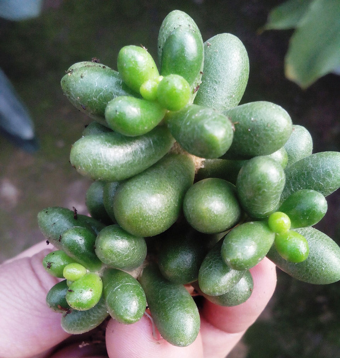 绿龟之卵多肉植物组合绿植迷你贵货盆栽花卉绿毛豆多肉