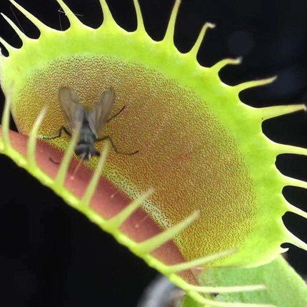 捕蝇草猪笼草食虫草食人花趣味驱蚊草捕蚊草食蚊草超大捕虫草盆栽