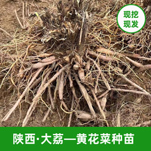 黄花菜种苗基地参观 栽种技术支持 陕西大荔黄花菜苗 金针菜种苗