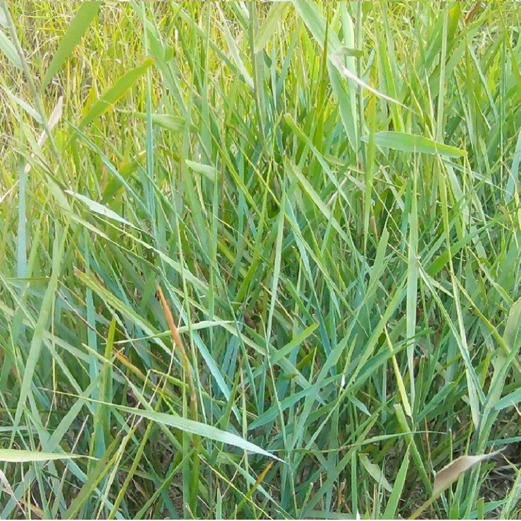 碱茅草毛种子耐旱盐牧草场畜牧牲口抗风沙抗寒易产量高覆绿护坡荒