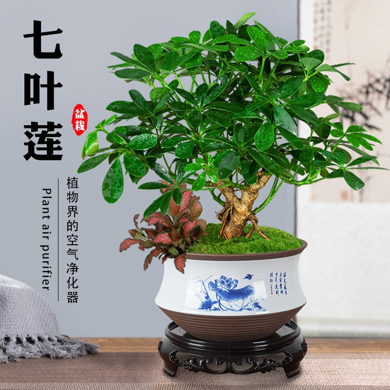 七叶莲招财树植物盆栽生肖老桩盆景客厅水好养鸭脚木室内绿植花卉