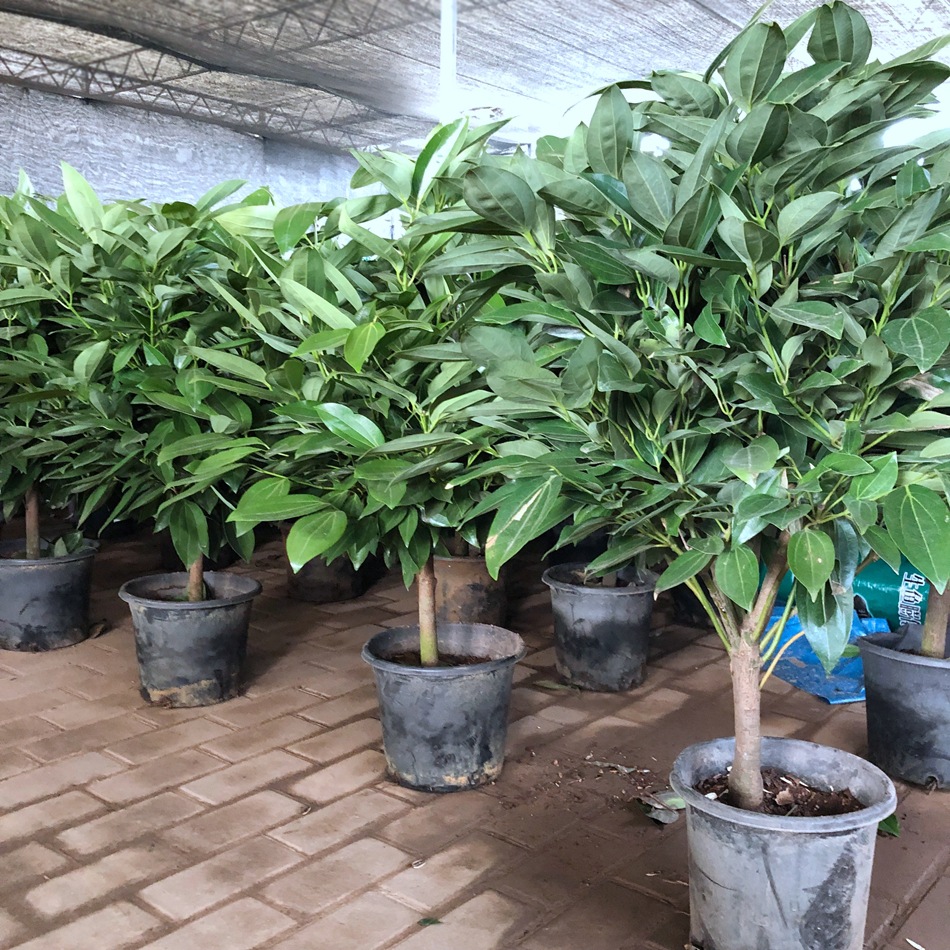平安树盆栽 兰屿肉桂 红头屿肉桂 台湾大叶肉桂 室内外绿化苗木