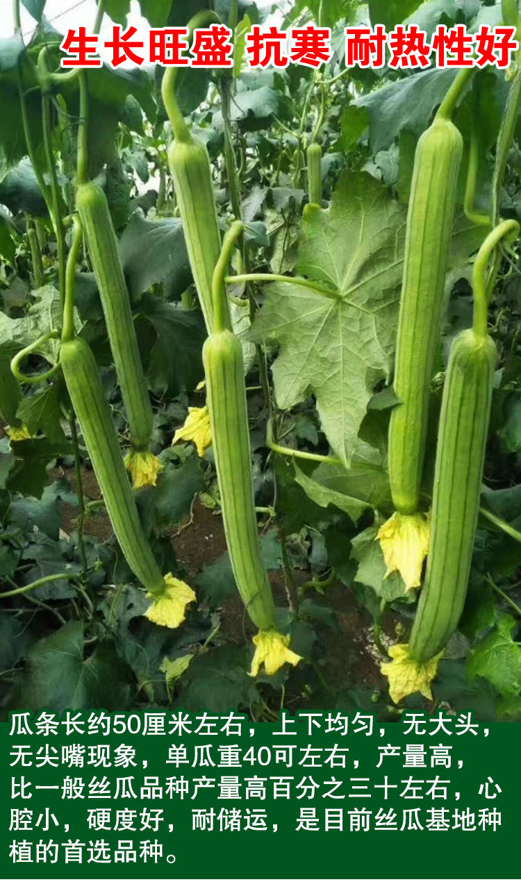 五叶香丝瓜种子长香丝瓜籽庭院盆栽四季播蔬菜种子批发公司肉丝瓜