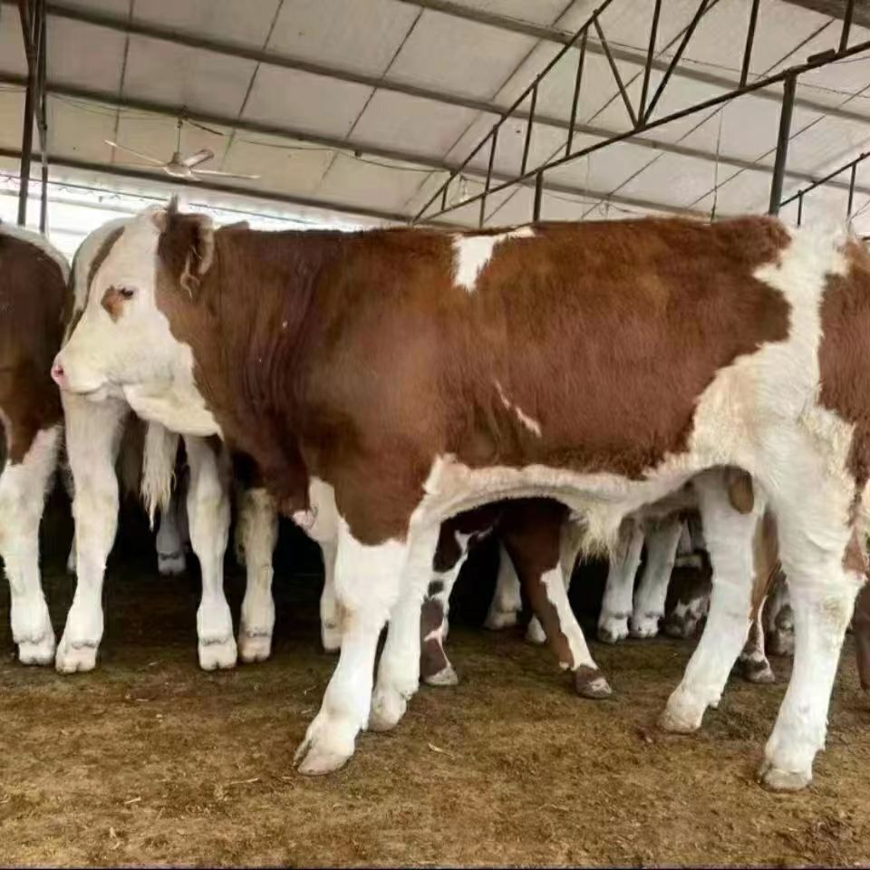 西门塔尔牛小牛犊活牛 西门塔尔牛犊价格 改良肉牛苗西门塔尔牛