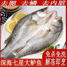 海鲈鱼(78元1条2斤的)新鲜海鱼鲜活生鲜冷冻海鲜水产深海鱼顺丰
