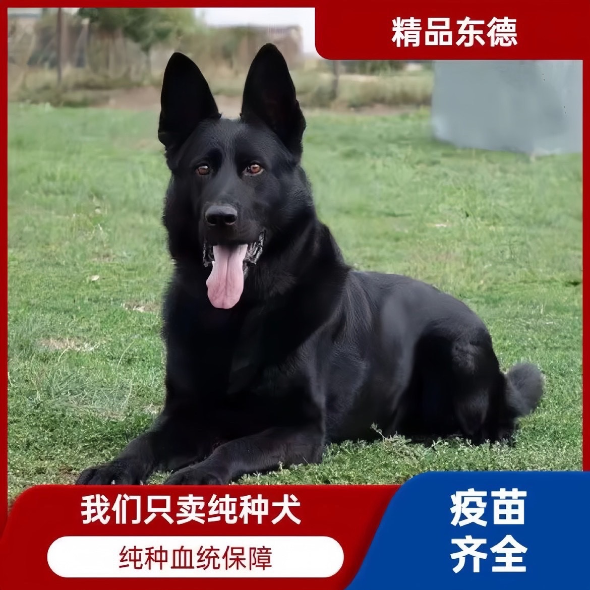 纯种双血统东德牧羊犬幼犬活体双血统看家护院犬工作犬警犬大型犬