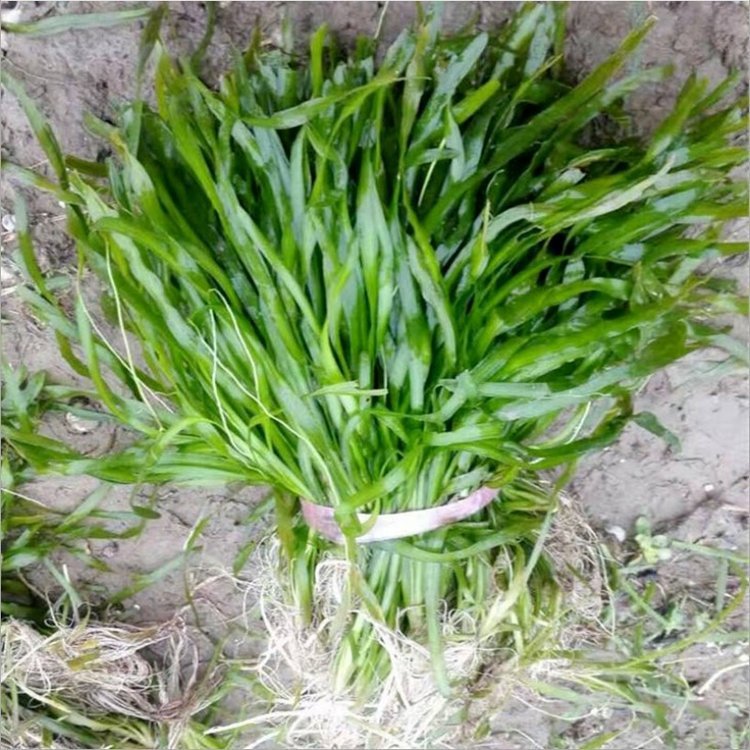 批发 苦草 苦草苗 价格 密刺苦草 公园湿地 水体绿化 沉水植物 仟