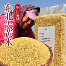 2024东北大黄米新米黍米黏粘黄米包粽子农家糯小米杂粮粘糯黑龙江