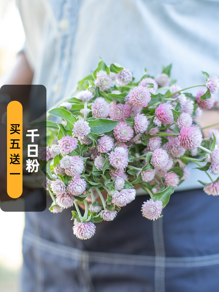 千日粉种子50粒粉色火球花种籽长花期可干切花阳台室外盆栽春季播