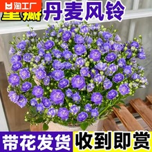 丹麦风铃花盆栽花卉植物室内鲜花四季开花重瓣紫风铃草客厅带花