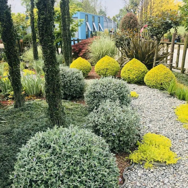 庭院造景绿植水果兰水果蓝盆栽阳台花卉常绿植物花坛园林景观绿化