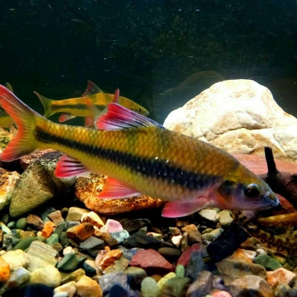 光唇鱼 溪石斑鱼 观赏彩色溪流鱼 吃丝藻工具鱼 原生鱼 易养易活
