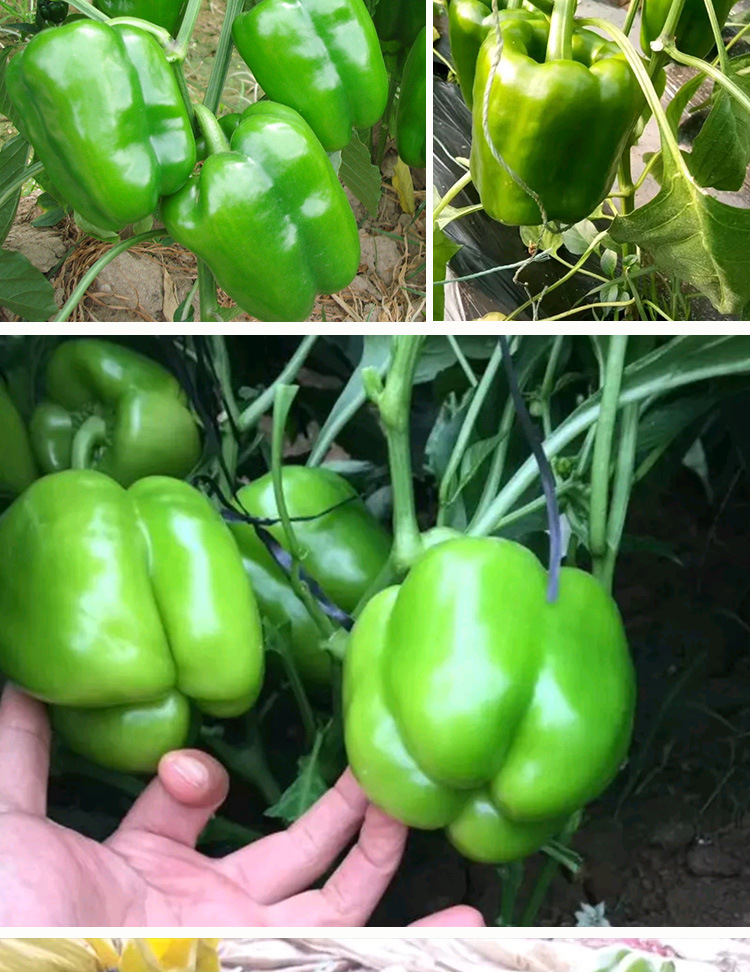 甜脆大椒青椒种子菜椒甜椒籽产量高大果肉厚甜脆灯笼椒菜椒蔬菜
