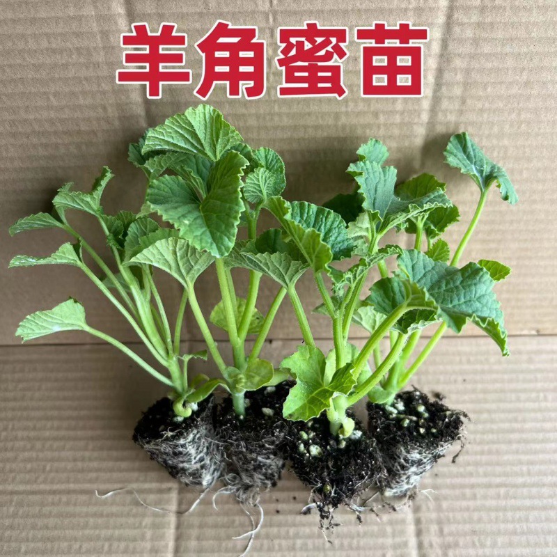 冰糖甜瓜瓜苗白皮蜜罐甜瓜羊角蜜香瓜苗哈密瓜苗早熟甜盆栽水果