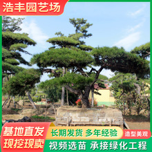 2米地栽造型景松高3-5米二次移植市政工程造型油松 造型黑松树