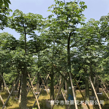 普宁苗木种植基地 美人树 美丽异木棉胸径5-10-15-30分 大量出售