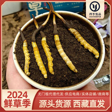 药和堂新升级 虫草鹿骨丸 蝮蛇丸 买5送1 买10送3送完为止_阿里巴巴找