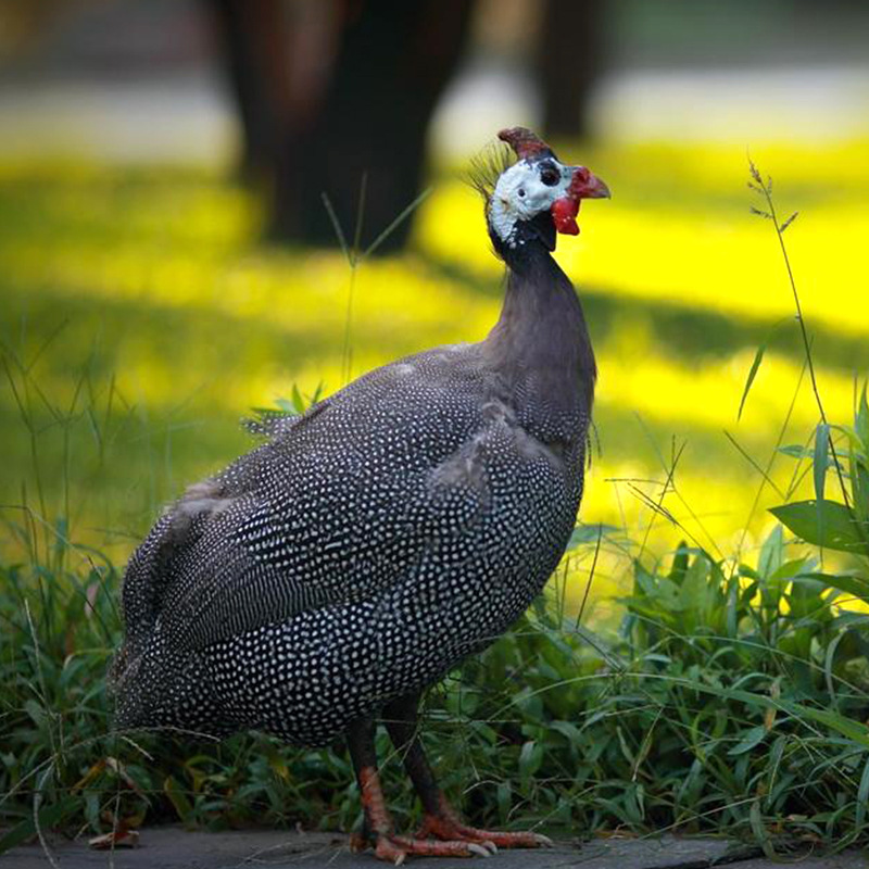成年珍珠鸡现货供应可孵化的种鸡蛋市场价格小鸡苗养殖行情珍珠鸡
