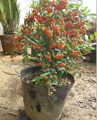 火棘沙棘盆景盆栽树桩盆景绿花观果植物阳台客厅庭院当年挂果批发