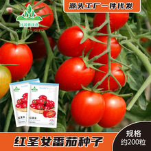 厂家批发红圣女果小番茄种子樱桃小西红柿红圣女水果小柿子种孑籽