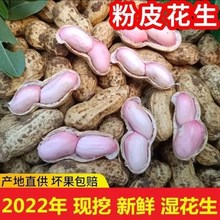 2023年农家自种新鲜鲜花生带壳湿花生粉红皮可水煮5斤包邮