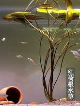 红荷根水草鱼缸水族箱鱼池造景装饰淡水中后景耐养浮叶睡莲科活米