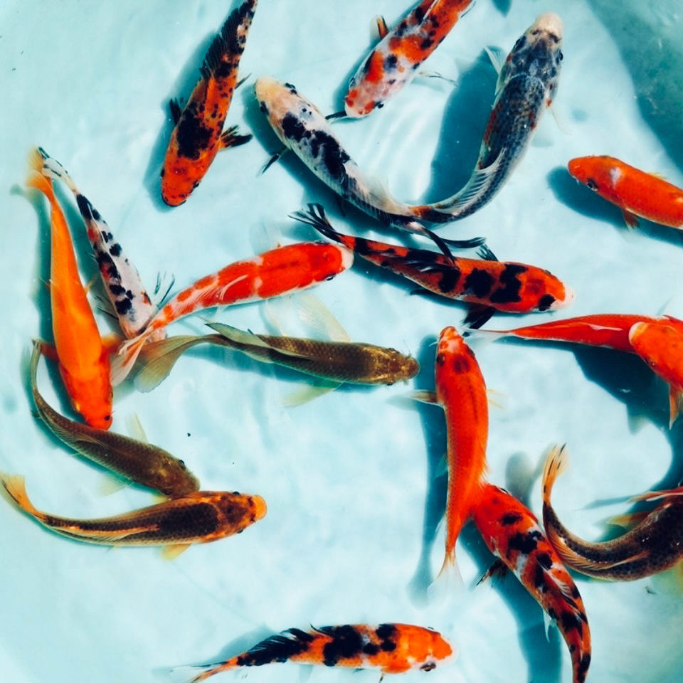 锦鲤观赏鱼招财风水鱼德系日系红白三色12-20公分左右随机